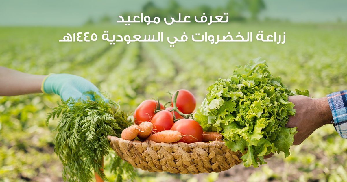تعرف على مواعيد زراعة الخضروات في السعودية 1445هـ